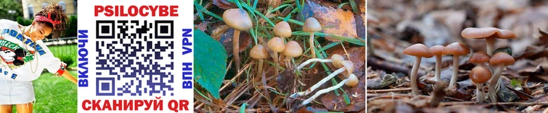 купить наркотики сайты Новопавловск Галлюциногенные грибы GOLDEN TEACHER